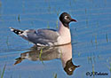 Larus pipixcan